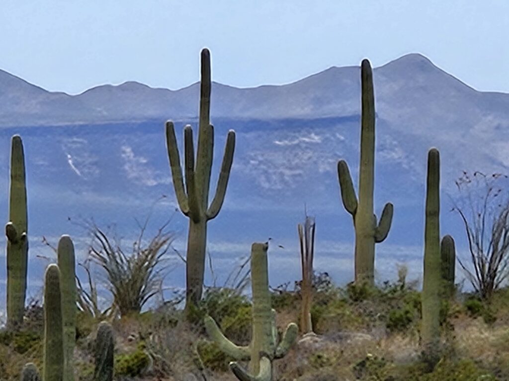 Arizona-Sonora Desert Museum, Tucson, AZ