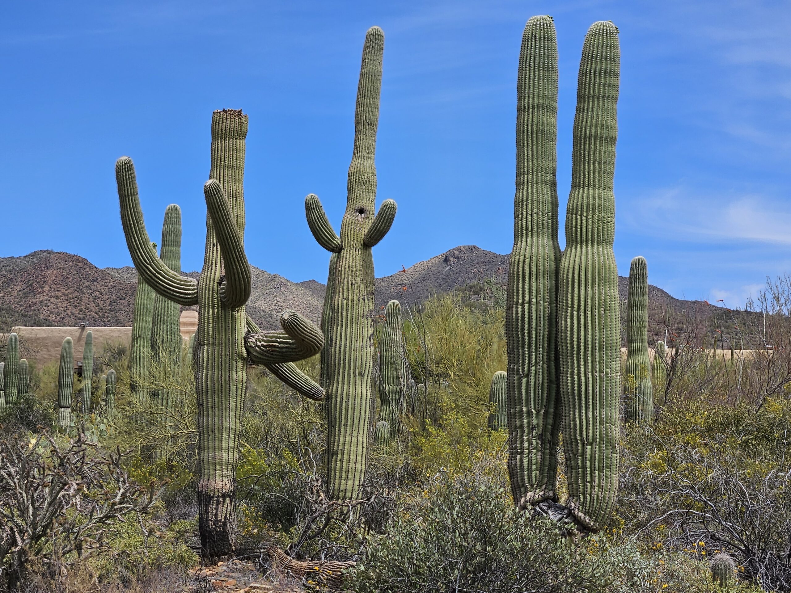 The beautiful symbol of Arizona is the Cactus that we see here at the Arizona-Sonora Desert Museum, Tucson, AZ.