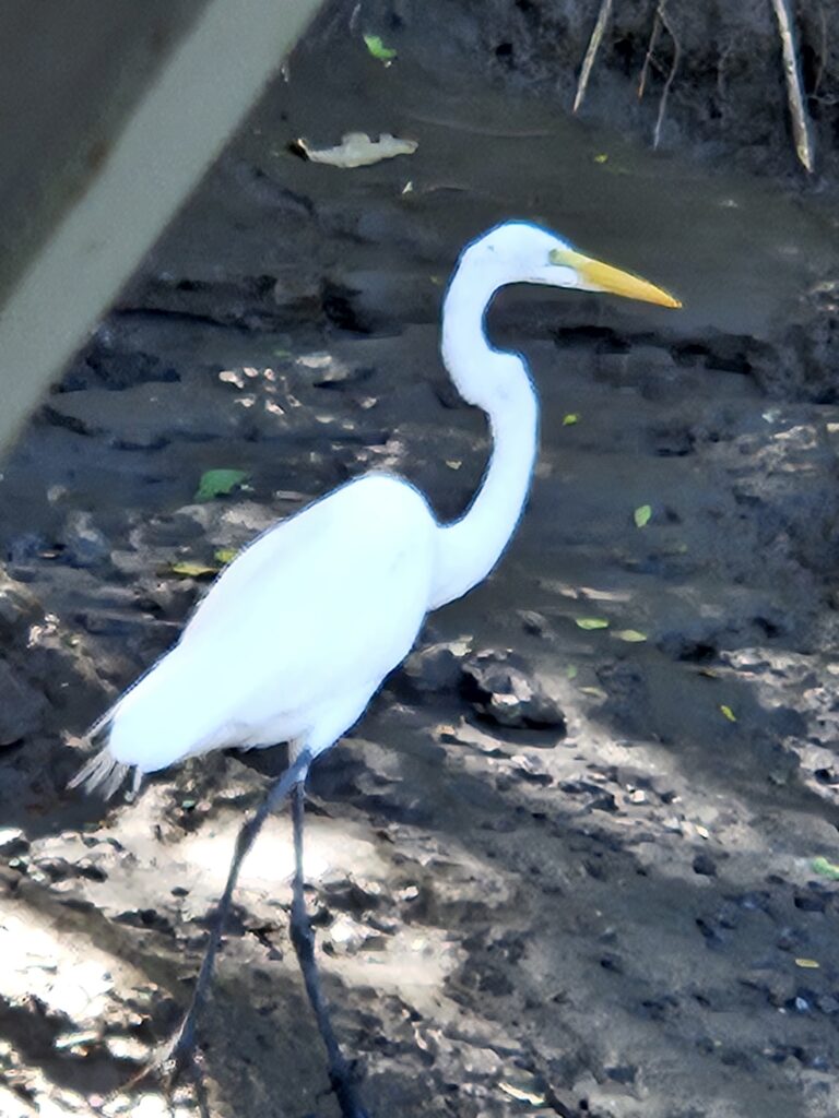 Palo Verde National Park has some great wildlife. Costa Rica on its Pacific Coast at its best.