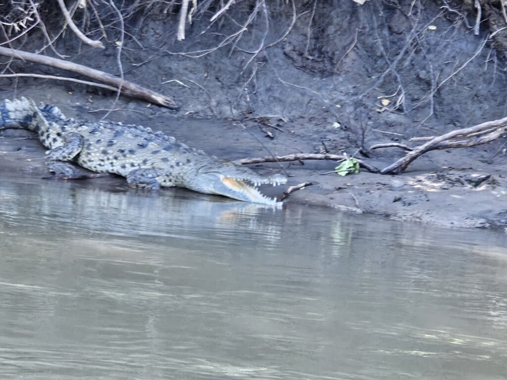 My what big teeth you have Senor Crocodile.