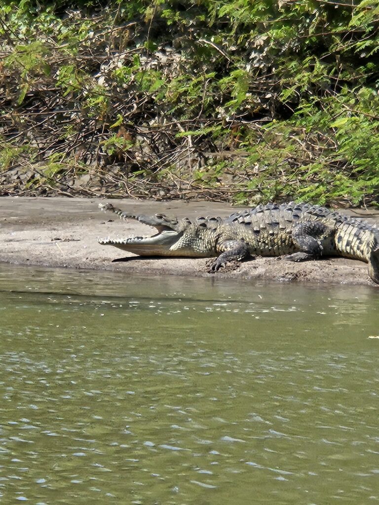 Crocodile on Costa Rica riverbank.
