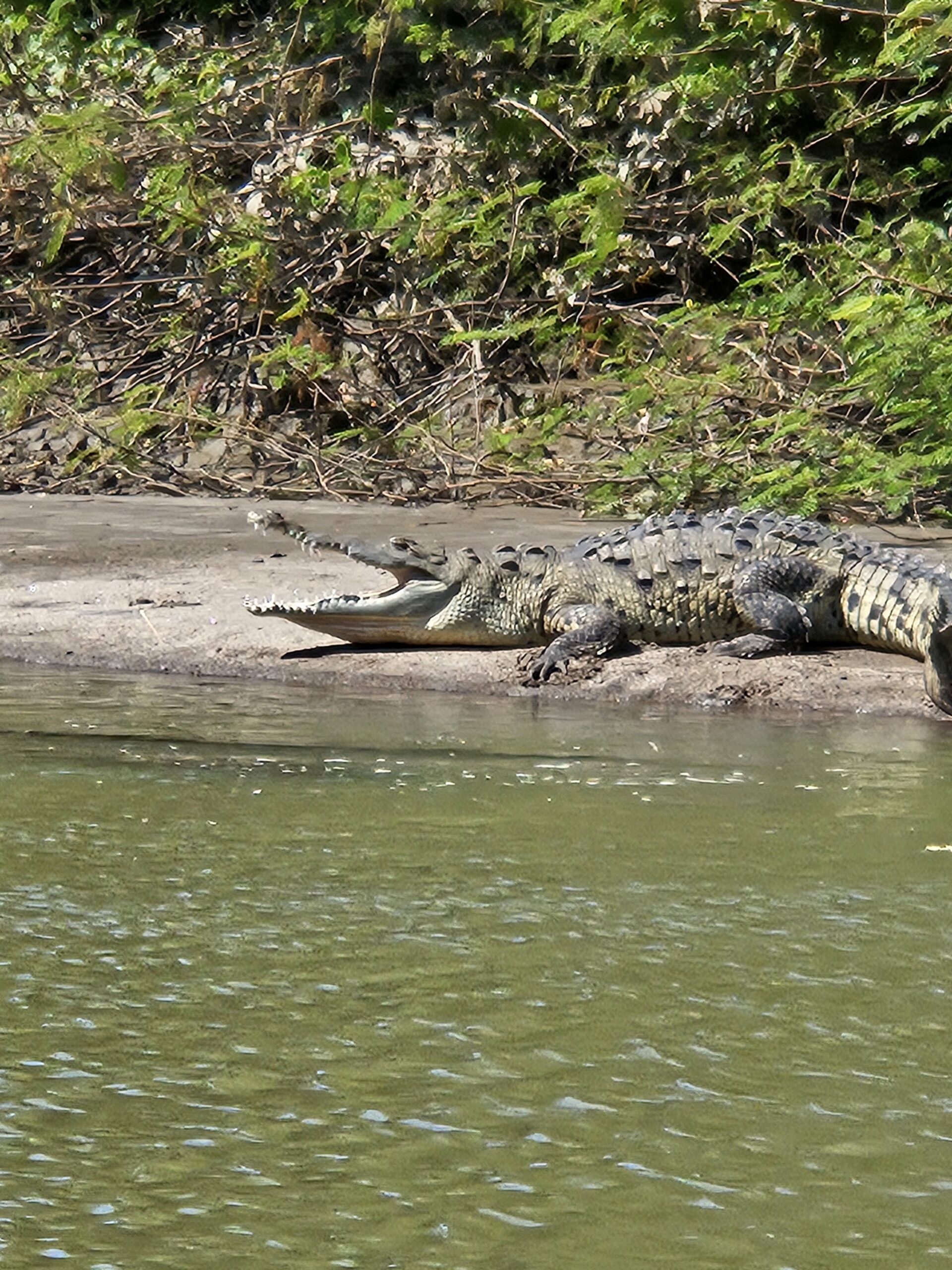 Crocodile on Costa Rica riverbank.