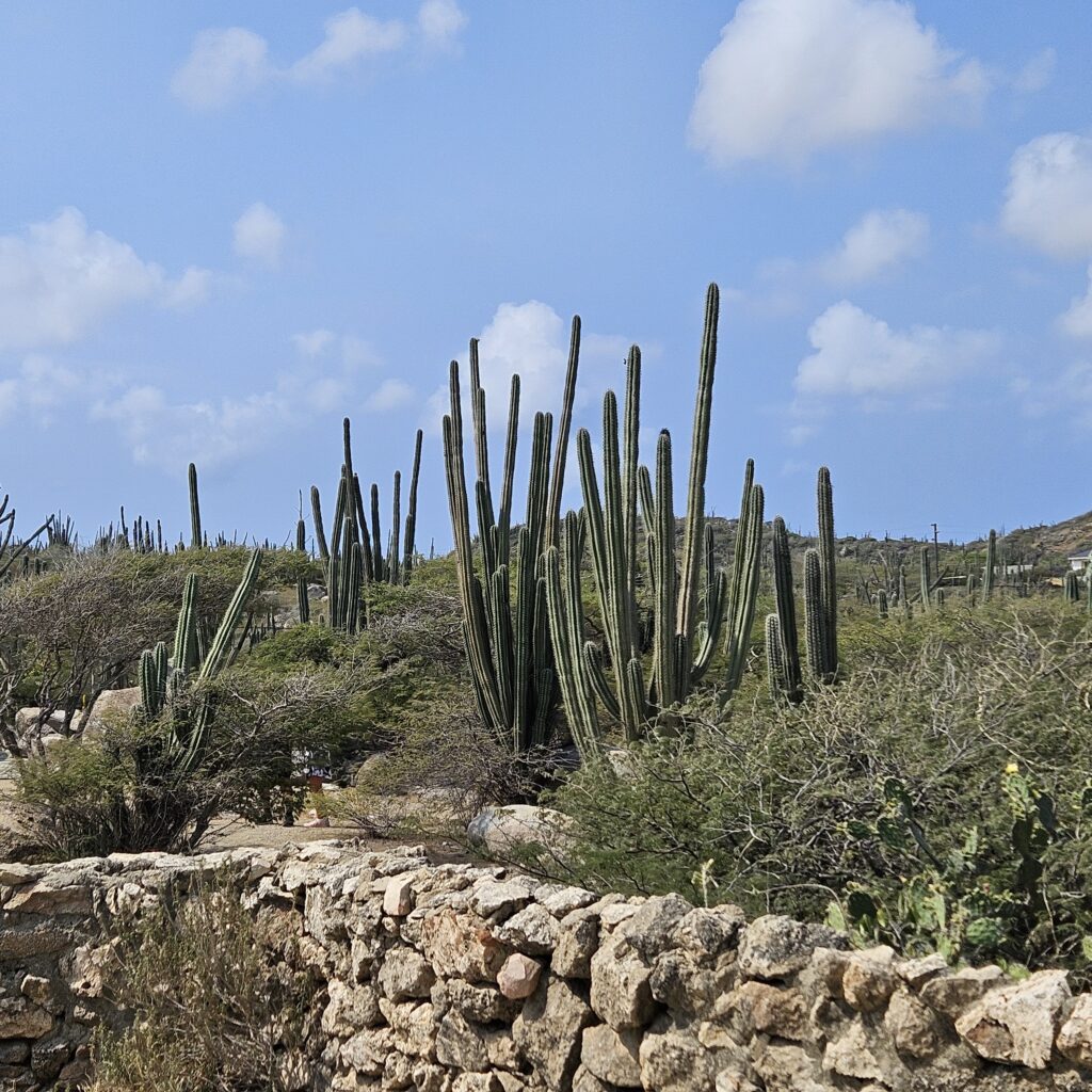 The arid landscape of Aruba