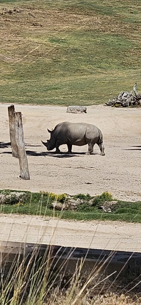 The San Diego Zoo Safari Park where you see animals in a very natural setting.